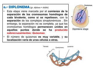 Una funcion del CS es la de estabilizar el apareamiento de los homólogos y con ello facilitar su posterior recombinación.d.- PAQUINEMA (gr. pachys = grueso)El apareamiento entre cromosomas homólogos se completa y estos se hacen más cortos y gruesos. En este momento se aprecia la constitución doble (dos homólogos de cada bivalente).