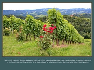 Rad moraš imeti svoj dom, da tako skrbiš zanj. Rad moraš imeti svoje vinograde, da jih takole okrasiš. Spoštovati moraš trto,
ki tem ljudem daje kruh in preživetje, da se ji zahvaljujejo na tak poseben način. Hja…, če nekaj delaš z dušo, potem…
 