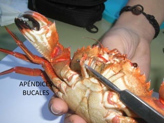 APÉNDICES BUCALES 