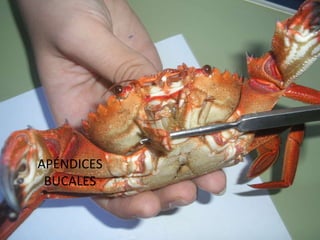APÉNDICES BUCALES 