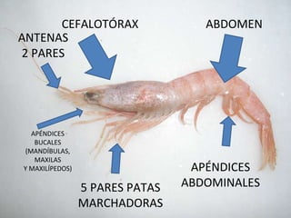 ABDOMEN CEFALOTÓRAX ANTENAS 2 PARES APÉNDICES BUCALES (MANDÍBULAS, MAXILAS Y MAXILÍPEDOS) 5 PARES PATAS MARCHADORAS APÉNDICES ABDOMINALES 
