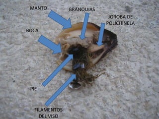 MANTO BOCA PIE FILAMENTOS DEL VISO BRANQUIAS JOROBA DE POLICHINELA 