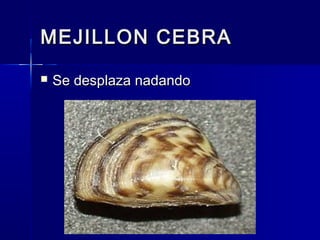 MEJILLON CEBRAMEJILLON CEBRA
 Se desplaza nadandoSe desplaza nadando
 