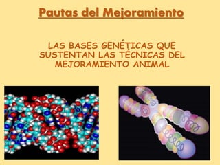 LAS BASES GENÉTICAS QUE
SUSTENTAN LAS TÉCNICAS DEL
MEJORAMIENTO ANIMAL
Pautas del Mejoramiento
 