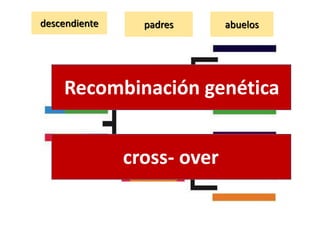 descendiente padres abuelos
Recombinación genética
cross- over
 