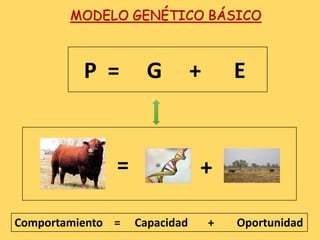 MODELO GENÉTICO BÁSICO
P = G + E
= +
Comportamiento = Capacidad + Oportunidad
 