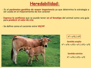 Heredabilidad:
- Es el parámetro genético de mayor importancia ya que determina la estrategia a
ser usada en el mejoramiento de ese carácter
- Expresa la confianza que se puede tener en el fenotipo del animal como una guía
para predecir el valor de cría.
- Se define como el cociente entre VG/VF
h² = σ²G / σ²F
h² = σ²A + σ²D + σ²I / σ²G + σ²E
h² = σ²A / σ²G + σ²E
Sentido amplio
Sentido estricto
 