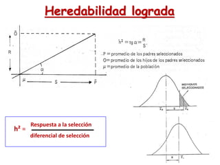 Heredabilidad lograda
Respuesta a la selección
diferencial de selección
h² =
 