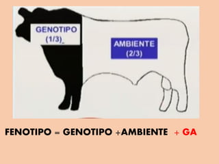 FENOTIPO = GENOTIPO +AMBIENTE + GA
 