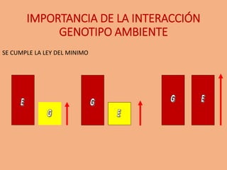 IMPORTANCIA DE LA INTERACCIÓN
GENOTIPO AMBIENTE
SE CUMPLE LA LEY DEL MINIMO
 