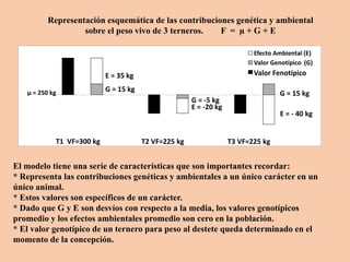 T1 VF=300 kg T2 VF=225 kg T3 VF=225 kg
Efecto Ambiental (E)
Valor Genotípico (G)
Valor Fenotípico
µ = 250 kg
E = 35 kg
G = 15 kg
G = -5 kg
E = -20 kg
G = 15 kg
E = - 40 kg
Representación esquemática de las contribuciones genética y ambiental
sobre el peso vivo de 3 terneros. F = µ + G + E
El modelo tiene una serie de características que son importantes recordar:
* Representa las contribuciones genéticas y ambientales a un único carácter en un
único animal.
* Estos valores son específicos de un carácter.
* Dado que G y E son desvíos con respecto a la media, los valores genotípicos
promedio y los efectos ambientales promedio son cero en la población.
* El valor genotípico de un ternero para peso al destete queda determinado en el
momento de la concepción.
 