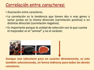 Correlación entre caracteres:
• Asociación entre caracteres.
• La correlación es la tendencia que tienen dos o mas genes a
variar juntos en la misma dirección (correlación positiva) o en
distintas dirección (correlación negativa).
• Es importante porque la unidad de selección con la que cuenta
el mejorador es el “animal” y no el carácter.
Aunque uno seleccione para un carácter directamente, se esta
también seleccionando, en forma indirecta para todos los demás
caracteres.
 