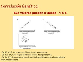 Correlación Genética:
Sus valores pueden ir desde -1 a 1.
- De 0,7 a 1,0, los rasgos cambiarán juntos fuertemente;
- De 0,35 a 0,7, los rasgos cambiarán juntos de alguna forma;
- De 0 a 0,35, los rasgos cambiarán casi independientemente el uno del otro.
www.infocarne.com
 