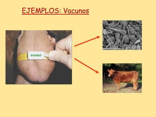 EJEMPLOS: Vacunos
 