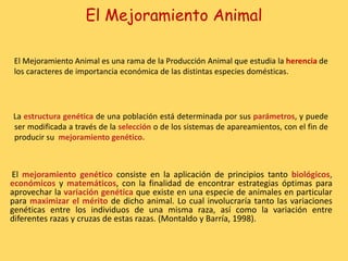 El Mejoramiento Animal
El mejoramiento genético consiste en la aplicación de principios tanto biológicos,
económicos y matemáticos, con la finalidad de encontrar estrategias óptimas para
aprovechar la variación genética que existe en una especie de animales en particular
para maximizar el mérito de dicho animal. Lo cual involucraría tanto las variaciones
genéticas entre los individuos de una misma raza, así como la variación entre
diferentes razas y cruzas de estas razas. (Montaldo y Barría, 1998).
El Mejoramiento Animal es una rama de la Producción Animal que estudia la herencia de
los caracteres de importancia económica de las distintas especies domésticas.
La estructura genética de una población está determinada por sus parámetros, y puede
ser modificada a través de la selección o de los sistemas de apareamientos, con el fin de
producir su mejoramiento genético.
 