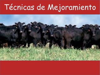 Técnicas de Mejoramiento
 