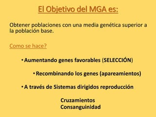 El Objetivo del MGA es:
Obtener poblaciones con una media genética superior a
la población base.
Como se hace?
•Aumentando genes favorables (SELECCIÓN)
•Recombinando los genes (apareamientos)
•A través de Sistemas dirigidos reproducción
Cruzamientos
Consanguinidad
 
