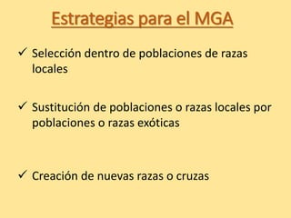 Estrategias para el MGA
 Creación de nuevas razas o cruzas
 Sustitución de poblaciones o razas locales por
poblaciones o razas exóticas
 Selección dentro de poblaciones de razas
locales
 