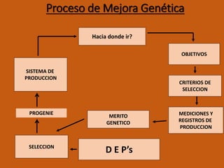 Proceso de Mejora Genética
Hacia donde ir?
OBJETIVOS
CRITERIOS DE
SELECCION
MEDICIONES Y
REGISTROS DE
PRODUCCION
D E P’s
MERITO
GENETICO
SELECCION
SISTEMA DE
PRODUCCION
PROGENIE
 