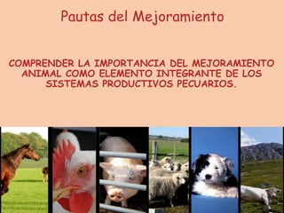 Pautas del Mejoramiento
COMPRENDER LA IMPORTANCIA DEL MEJORAMIENTO
ANIMAL COMO ELEMENTO INTEGRANTE DE LOS
SISTEMAS PRODUCTIVOS PECUARIOS.
 