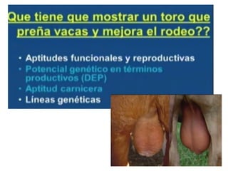 _MEJORAMIENTO ANIMAL.pdf