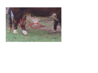 _MEJORAMIENTO ANIMAL.pdf