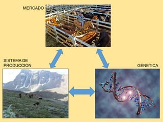 MERCADO
SISTEMA DE
PRODUCCION GENETICA
 