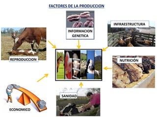 ECONOMICO
INFORMACION
GENETICA
FACTORES DE LA PRODUCCION
REPRODUCCION
SANIDAD
NUTRICIÓN
INFRAESTRUCTURA
 