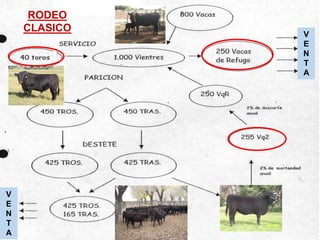 RODEO
CLASICO
V
E
N
T
A
V
E
N
T
A
 
