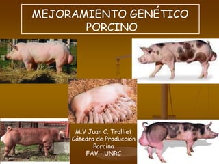 1
MEJORAMIENTO GENÉTICO
PORCINO
M.V Juan C. Trolliet
Cátedra de Producción
Porcina
FAV - UNRC
 