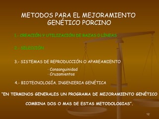 12
METODOS PARA EL MEJORAMIENTO
GENÉTICO PORCINO
1.- CREACIÓN Y UTILIZACIÓN DE RAZAS 0 LÍNEAS
2.- SELECCIÓN
3.- SISTEMAS DE REPRODUCCIÓN O APAREAMIENTO
4.- BIOTECNOLOGÍA. INGENIERIA GENÉTICA
“EN TERMINOS GENERALES UN PROGRAMA DE MEJORAMIENTO GENÉTICO
COMBINA DOS O MAS DE ESTAS METODOLOGIAS”.
- Consanguinidad
- Cruzamientos
 