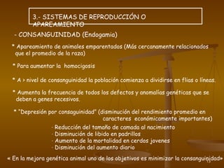 13
3.- SISTEMAS DE REPRODUCCIÓN O
APAREAMIENTO
- CONSANGUINIDAD (Endogamia)
* Apareamiento de animales emparentados (Más cercanamente relacionados
que el promedio de la raza)
* Para aumentar la homocigosis
* A > nivel de consanguinidad la población comienza a dividirse en flias o líneas.
* Aumenta la frecuencia de todos los defectos y anomalías genéticas que se
deben a genes recesivos.
* “Depresión por consaguinidad” (disminución del rendimiento promedio en
caracteres económicamente importantes)
- Reducción del tamaño de camada al nacimiento
- Disminución de libido en padrillos
- Aumento de la mortalidad en cerdos jovenes
- Disminución del aumento diario
*
« En la mejora genética animal uno de los objetivos es minimizar la consanguinidad»
 