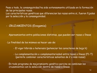 14
Pese a todo, la consanguinidad ha sido extensamente utilizada en la formación
de las principales razas.
Las características genéticas que diferencian las razas entre si, fueron fijadas
por la selección y la consanguinidad.
- CRUZAMIENTOS (Exogamia)
Apareamientos entre poblaciones distintas, que pueden ser razas o líneas
- La finalidad de los mismos es hacer uso de:
- El vigor híbrido o heterosis (potenciar los caracteres de baja h)
- La complementación o complementariedad entre razas o líneas (F1-T)
(permite combinar características salientes de 2 o más razas)
- En todo programa de mejoramiento genético porcino se combinan los
cruzamientos con la selección dentro de razas o líneas.
*
 