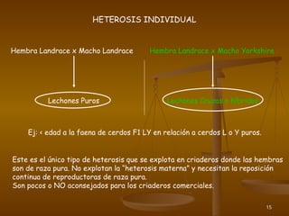 15
HETEROSIS INDIVIDUAL
Hembra Landrace x Macho Landrace Hembra Landrace x Macho Yorkshire
Lechones Puros Lechones Cruzas o híbridos
Ej: < edad a la faena de cerdos F1 LY en relación a cerdos L o Y puros.
Este es el único tipo de heterosis que se explota en criaderos donde las hembras
son de raza pura. No explotan la “heterosis materna” y necesitan la reposición
continua de reproductoras de raza pura.
Son pocos o NO aconsejados para los criaderos comerciales.
 