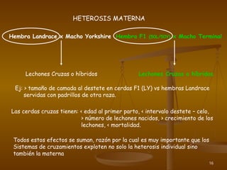 16
HETEROSIS MATERNA
Hembra Landrace x Macho Yorkshire Hembra F1 (50L/50Y) x Macho Terminal
Lechones Cruzas o híbridos
Lechones Cruzas o híbridos
Ej: > tamaño de camada al destete en cerdas F1 (LY) vs hembras Landrace
servidas con padrillos de otra raza.
Las cerdas cruzas tienen: < edad al primer parto, < intervalo destete – celo,
> número de lechones nacidos, > crecimiento de los
lechones, < mortalidad.
Todos estos efectos se suman, razón por la cual es muy importante que los
Sistemas de cruzamientos exploten no solo la heterosis individual sino
también la materna
 