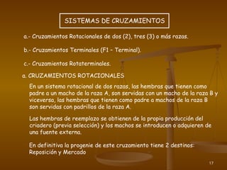 17
SISTEMAS DE CRUZAMIENTOS
a.- Cruzamientos Rotacionales de dos (2), tres (3) o más razas.
b.- Cruzamientos Terminales (F1 – Terminal).
c.- Cruzamientos Rotaterminales.
a. CRUZAMIENTOS ROTACIONALES
En un sistema rotacional de dos razas, las hembras que tienen como
padre a un macho de la raza A, son servidas con un macho de la raza B y
viceversa, las hembras que tienen como padre a machos de la raza B
son servidas con padrillos de la raza A.
Las hembras de reemplazo se obtienen de la propia producción del
criadero (previa selección) y los machos se introducen o adquieren de
una fuente externa.
En definitiva la progenie de este cruzamiento tiene 2 destinos:
Reposición y Mercado
 