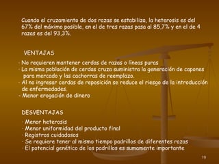 19
Cuando el cruzamiento de dos razas se estabiliza, la heterosis es del
67% del máximo posible, en el de tres razas pasa al 85,7% y en el de 4
razas es del 93,3%.
VENTAJAS
- No requieren mantener cerdas de razas o líneas puras
- La misma población de cerdas cruza suministra la generación de capones
para mercado y las cachorras de reemplazo.
- Al no ingresar cerdas de reposición se reduce el riesgo de la introducción
de enfermedades.
- Menor erogación de dinero
DESVENTAJAS
- Menor heterosis
- Menor uniformidad del producto final
- Registros cuidadosos
- Se requiere tener al mismo tiempo padrillos de diferentes razas
- El potencial genético de los padrillos es sumamente importante
 
