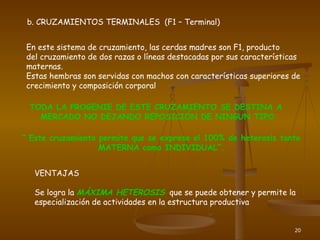 20
b. CRUZAMIENTOS TERMINALES (F1 – Terminal)
En este sistema de cruzamiento, las cerdas madres son F1, producto
del cruzamiento de dos razas o líneas destacadas por sus características
maternas.
Estas hembras son servidas con machos con características superiores de
crecimiento y composición corporal
TODA LA PROGENIE DE ESTE CRUZAMIENTO SE DESTINA A
MERCADO NO DEJANDO REPOSICIÓN DE NINGUN TIPO
“ Este cruzamiento permite que se exprese el 100% de heterosis tanto
MATERNA como INDIVIDUAL”.
VENTAJAS
Se logra la MÁXIMA HETEROSIS que se puede obtener y permite la
especialización de actividades en la estructura productiva
 