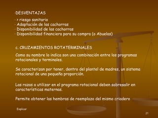 21
-DESVENTAJAS
- > riesgo sanitario
- Adaptación de las cachorras
- Disponibilidad de las cachorras
- Disponibilidad financiera para su compra (o Abuelas)
c. CRUZAMIENTOS ROTATERMINALES
Como su nombre lo indica son una combinación entre los programas
rotacionales y terminales.
Se caracterizan por tener, dentro del plantel de madres, un sistema
rotacional de una pequeña proporción.
Las razas a utilizar en el programa rotacional deben sobresalir en
características maternas.
Permite obtener las hembras de reemplazo del mismo criadero
Explicar
 