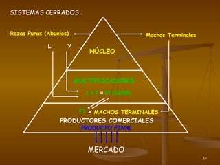 24
NÚCLEO
Razas Puras (Abuelos) Machos Terminales
MULTIPLICADORES
PRODUCTORES COMERCIALES
MERCADO
L Y
L x Y = F1 (50/50)
F1 x
PRODUCTO FINAL
MACHOS TERMINALES
SISTEMAS CERRADOS
 