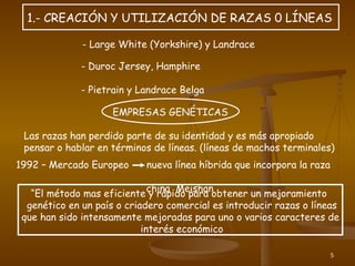 5
1.- CREACIÓN Y UTILIZACIÓN DE RAZAS 0 LÍNEAS*
- Large White (Yorkshire) y Landrace
- Duroc Jersey, Hamphire
- Pietrain y Landrace Belga
EMPRESAS GENÉTICAS
Las razas han perdido parte de su identidad y es más apropiado
pensar o hablar en términos de líneas. (líneas de machos terminales)
1992 – Mercado Europeo nueva línea híbrida que incorpora la raza
china Meishan
“El método mas eficiente y rápido para obtener un mejoramiento
genético en un país o criadero comercial es introducir razas o líneas
que han sido intensamente mejoradas para uno o varios caracteres de
interés económico
 