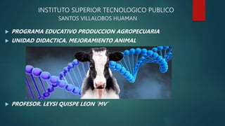INSTITUTO SUPERIOR TECNOLOGICO PUBLICO
SANTOS VILLALOBOS HUAMAN
 PROGRAMA EDUCATIVO PRODUCCION AGROPECUARIA
 UNIDAD DIDACTICA. MEJORAMIENTO ANIMAL
 PROFESOR. LEYSI QUISPE LEON ´MV´
 