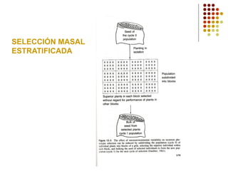 SELECCIÓN MASAL 
ESTRATIFICADA  