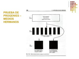 PRUEBA DE 
PROGENIES – 
MEDIOS HERMANOS  