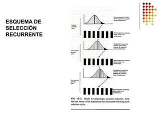 ESQUEMA DE SELECCIÓN 
RECURRENTE  