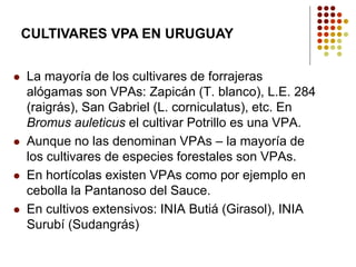 La mayoría de los cultivares de forrajeras alógamas son VPAs: Zapicán (T. blanco), L.E. 284 (raigrás), San Gabriel (L. corniculatus), etc. En Bromus auleticusel cultivar Potrillo es una VPA. 
Aunque no las denominan VPAs –la mayoría de los cultivares de especies forestales son VPAs. 
En hortícolas existen VPAs como por ejemplo en cebolla la Pantanoso del Sauce. 
En cultivos extensivos: INIA Butiá (Girasol), INIA Surubí (Sudangrás) 
CULTIVARES VPA EN URUGUAY  