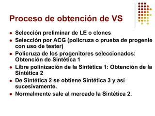 Proceso de obtención de VS 
Selección preliminar de LE o clones 
Selección por ACG (policruza o prueba de progenie con uso de tester) 
Policruza de los progenitores seleccionados: Obtención de Sintética 1 
Libre polinización de la Sintética 1: Obtención de la Sintética 2 
De Sintética 2 se obtiene Sintética 3 y así sucesivamente. 
Normalmente sale al mercado la Sintética 2.  