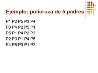 Ejemplo: policruza de 5 padres 
P1 P2 P5 P3 P4 
P3 P4 P2 P5 P1 
P5 P1 P4 P2 P3 
P2 P3 P1 P4 P5 
P4 P5 P3 P1 P2  