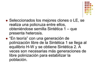 Seleccionados los mejores clones o LE, se realiza una policruza entre ellos, obteniéndose semilla Sintética 1 –que presenta heterosis. 
“En teoría” con una generación de polinización libre de la Sintética 1 se llega al equilibrio H-W y se obtiene Sintética 2. A veces son necesarias más generaciones de libre polinización para estabilizar la población.  