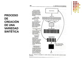 PROCESO DE CREACIÓN DE UNA VARIEDAD SINTÉTICA  